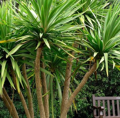 Cabbage Palm Tree Houston Supplier