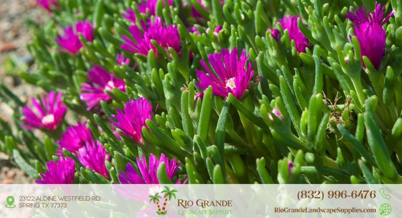 Ice Plant Supplier In Houston