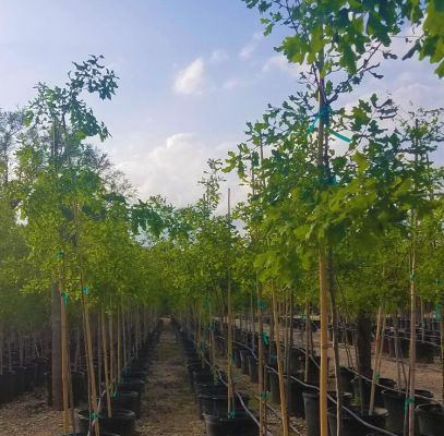 Texas Ash Trees Supplier In Houston