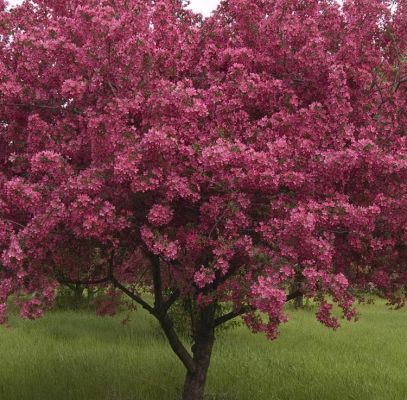 Crabapple Adams Trees Supplier In Houston