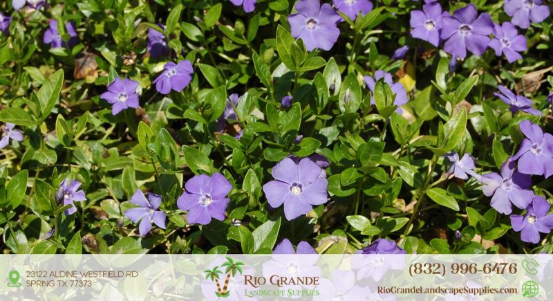 Periwinkle Plant Supplier In Houston