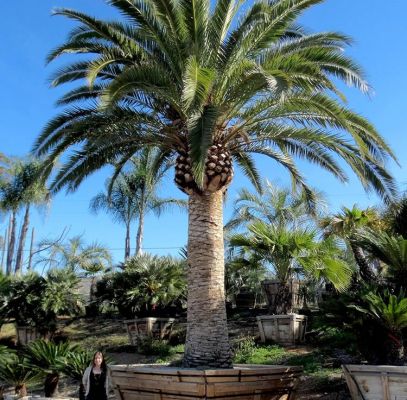 Canary Island Date Palm Houston Supplier