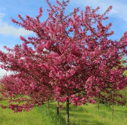 Crabapple Cardinal Trees Supplier In Houston