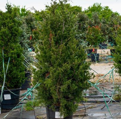 Brodie Eastern Red Cedar Trees Supplier In Houston