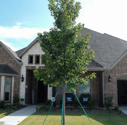 October Glory Maple Trees Supplier In Houston