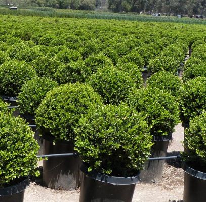 Buxus Microphylla Trees Supplier In Houston