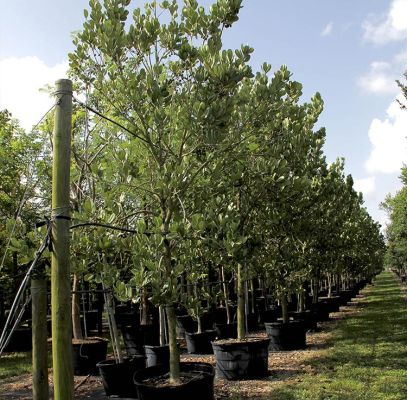 Noronhia Emarginata Trees Supplier In Houston
