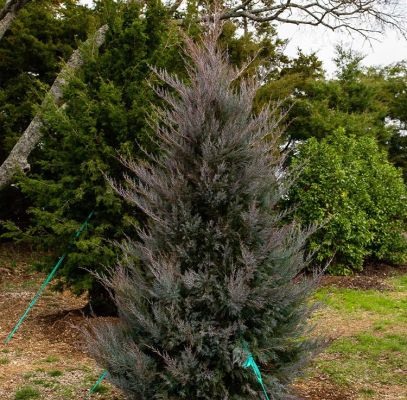 Eastern Red Cedar Trees Supplier In Houston