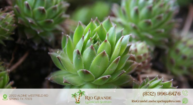 Hen And Chicks Plant Supplier In Houston
