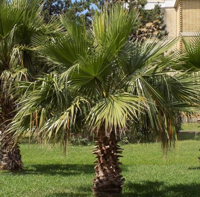 Mediterranean Fan Palm Houston Supplier