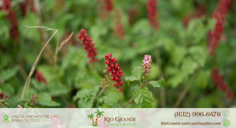 Pigeonberry Plant Supplier In Houston
