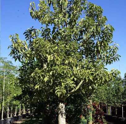 Adansonia Digitata Trees Supplier In Houston