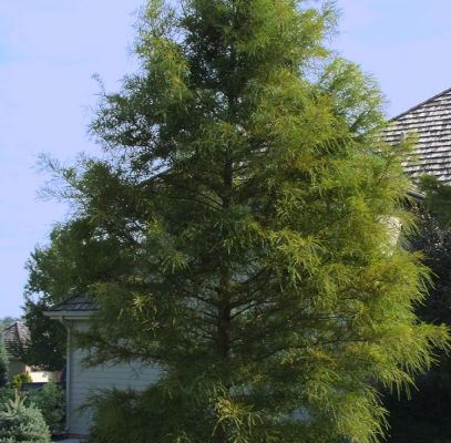 Bald Cypress Trees Supplier In Houston