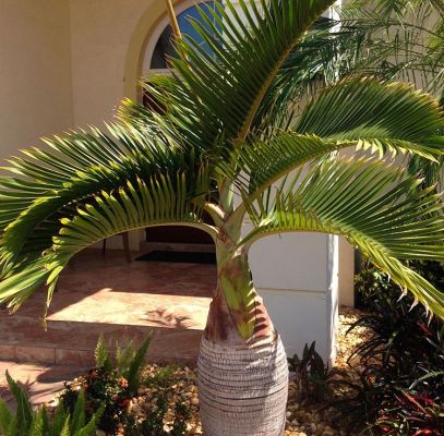 Bottle Palm Tree Houston Supplier