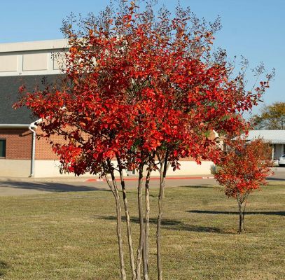 Centennial Spirit Crape Myrtle Trees Supplier In Houston