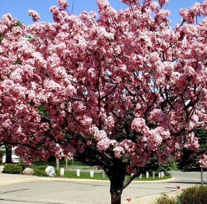 Crabapple Candymint Trees Supplier In Houston