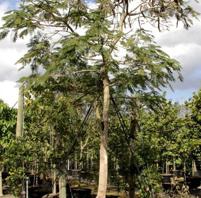 Delonix Regia Trees Supplier In Houston