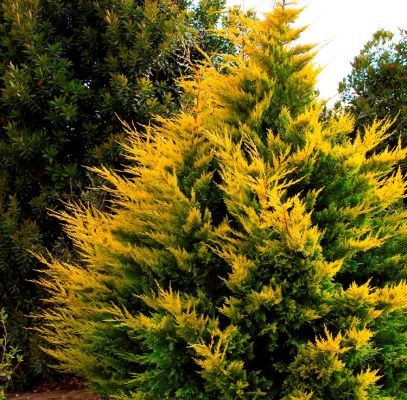 Gold Ryder Leyland Cypress Trees Supplier In Houston