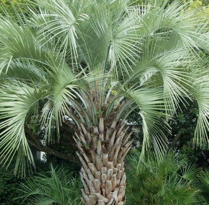 Jelly Palm Houston Supplier