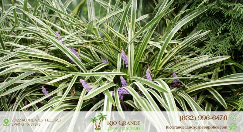 Liriope Or Lily Turf Plant Supplier In Houston