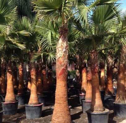 Sabal Mexicana Palm Houston Supplier