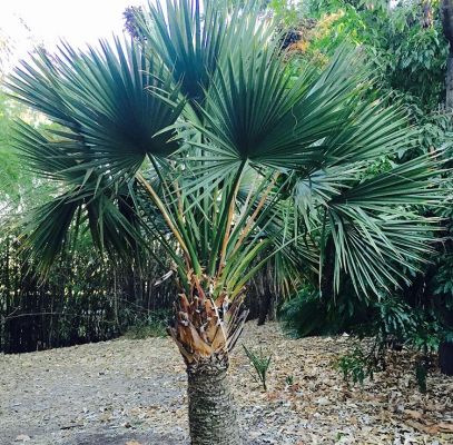 Sabal Minor Palm Houston Supplier