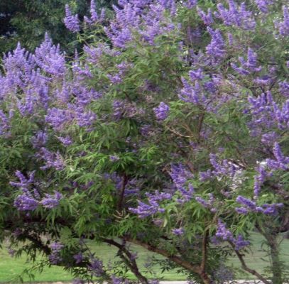Shoal Creek Trees Supplier In Houston