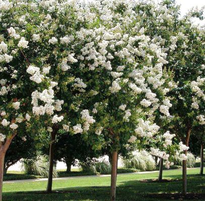 White Natchez Crape Myrtle Trees Supplier In Houston