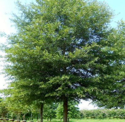 Willow Oak Tree Supplier In Houston
