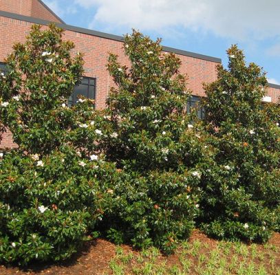 Blanchard Magnolia Trees Supplier In Houston