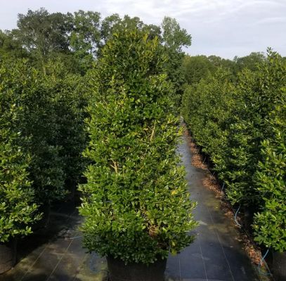 Sky Pencil Holly Tree Supplier In Houston