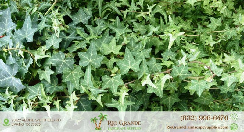 English Ivy Plant Supplier In Houston