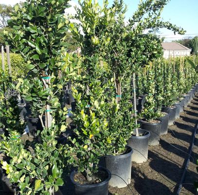 Ligustrum Japonicum Texanum Trees Supplier In Houston